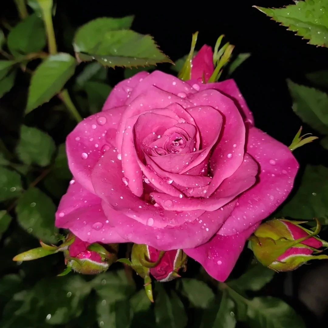 【双子座独颗玫瑰】带盆原土带花苞发货云南基地直发露天种植