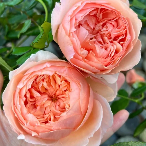 【真宙】浓香型根接1加仑盆原土带发货基地直发