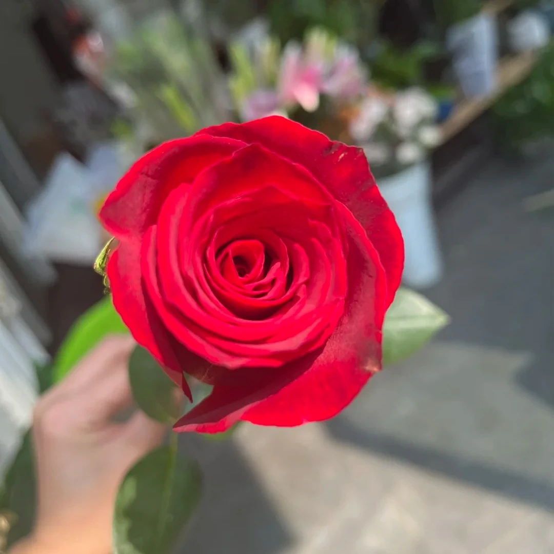 【卡罗拉棒棒糖】1加仑原盆原土带花苞发货云南基地直发露天种植