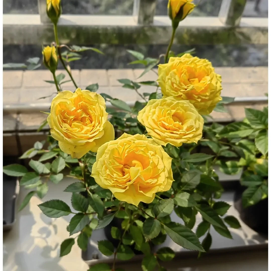 【玉米月季】180盆原土带花苞发货云南基地直发露天种植