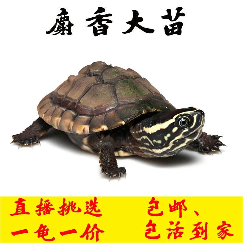 【麝香大苗】蛋龟系列之-麝香蛋龟大苗  观赏龟 宠物龟麝香龟深水龟