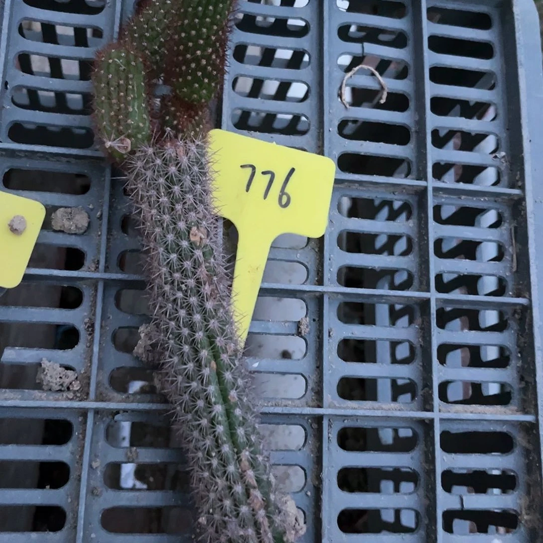 776杏巨人瑕疵带根