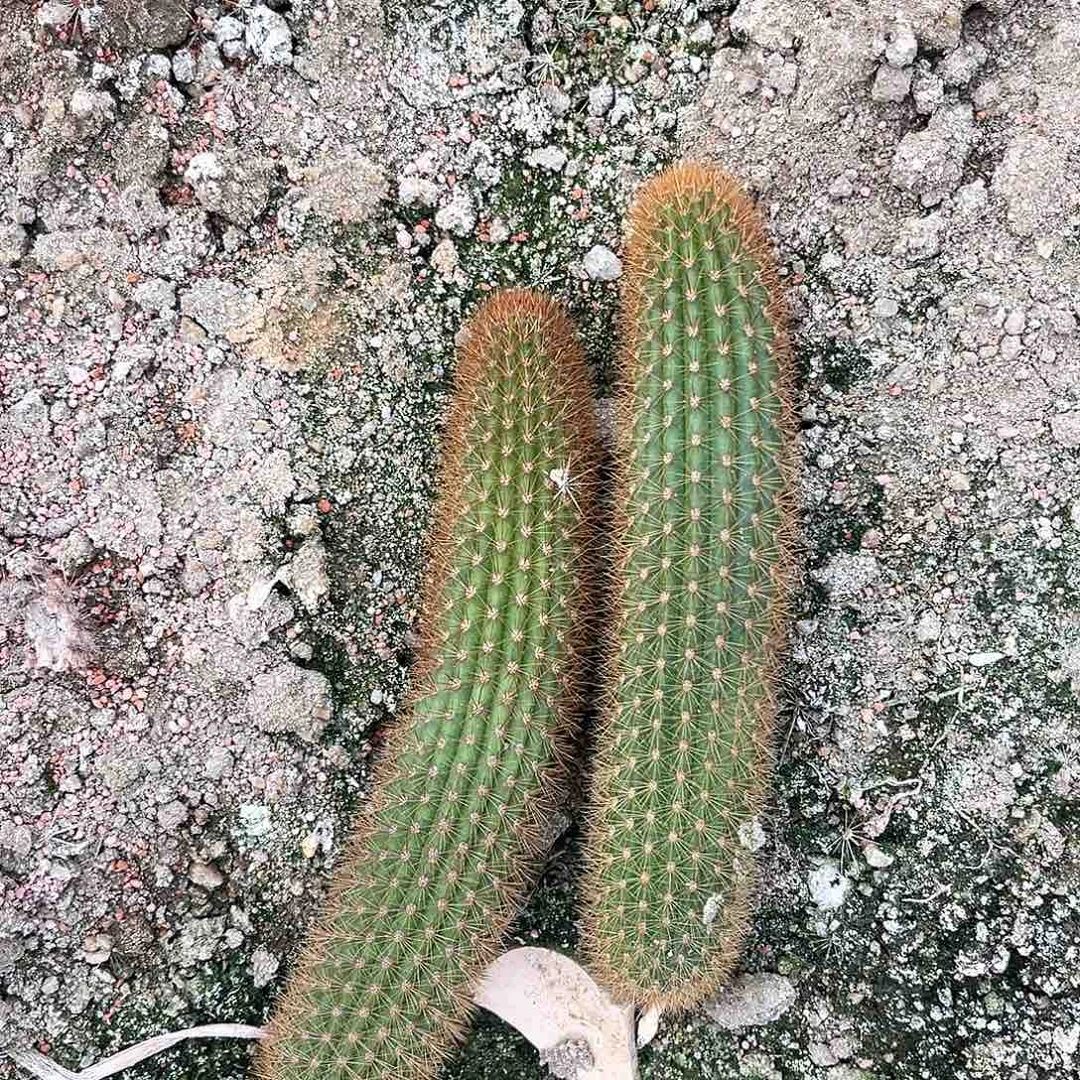 大花双色侧芽保证10公分以上无根一根
