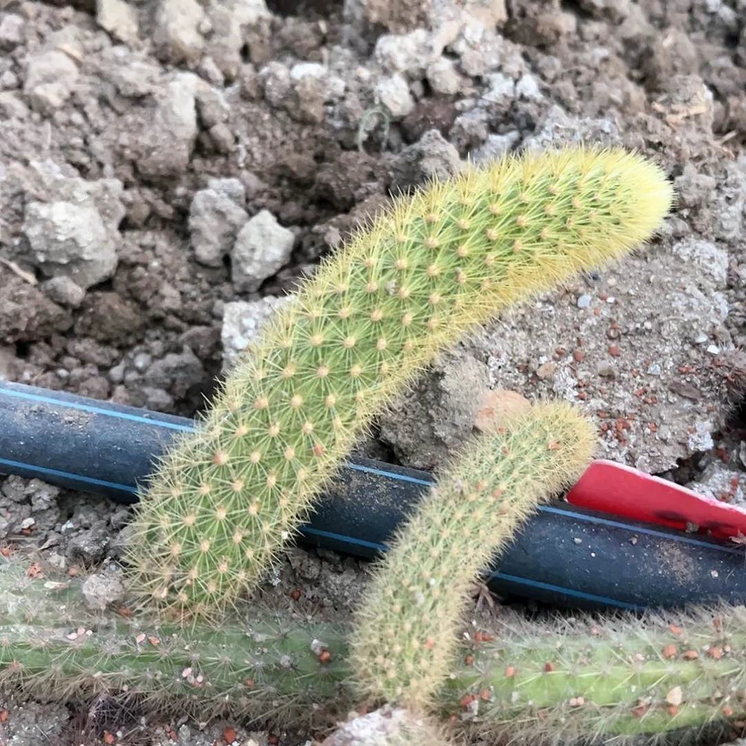 平**福魏克斯多夫侧芽一根