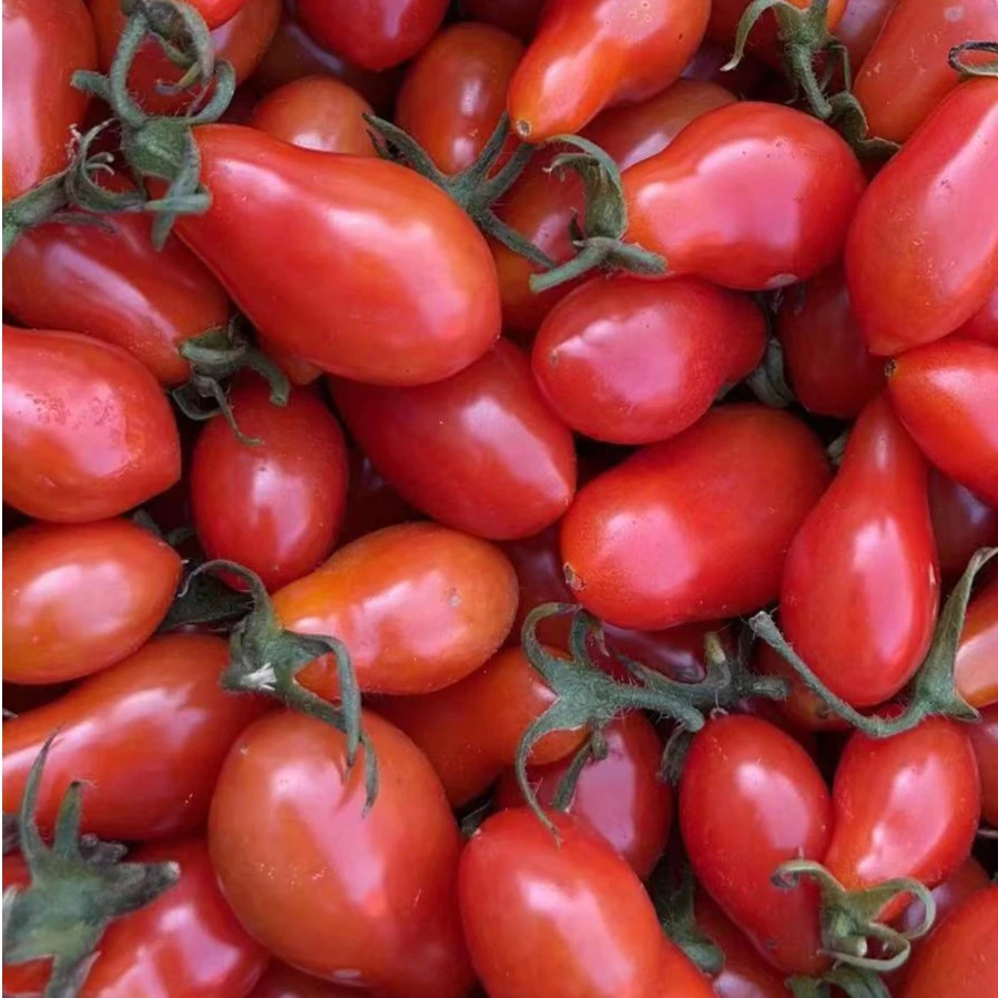 【果真棒生鲜】丹东  409小柿子 新鲜应季  甜脆多汁 一箱3斤左右