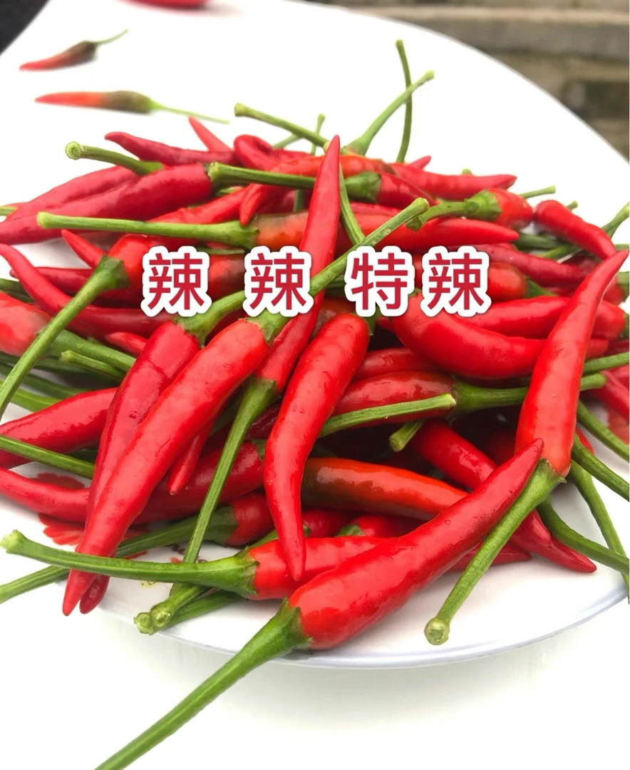 恩施武陵山特辣朝天椒现摘现发1-3-5斤