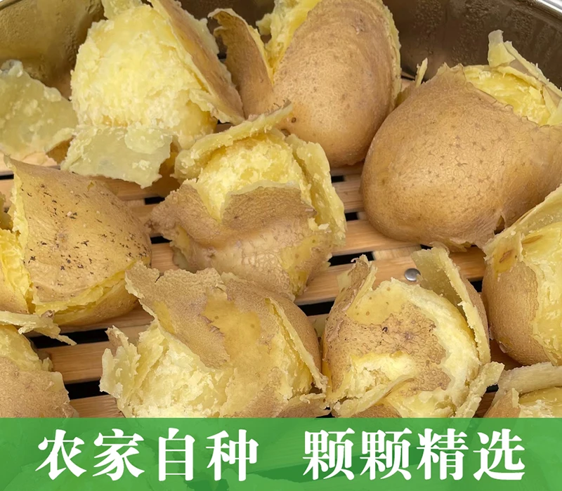 【黄皮小土豆】甘肃定西自产自销黄皮黄心马铃薯美味粉糯沙新鲜
