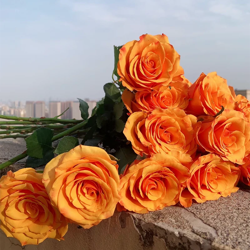 辉煌玫瑰【2单送洋甘菊】3单以上再送尤加利叶 稀有黄玫瑰