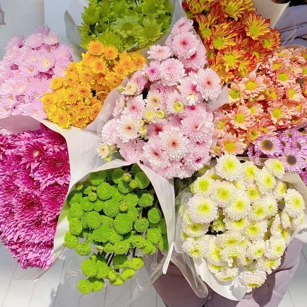 【直播专属小菊】混色小雏菊鲜花基地直发新鲜采摘云舍鲜花直播