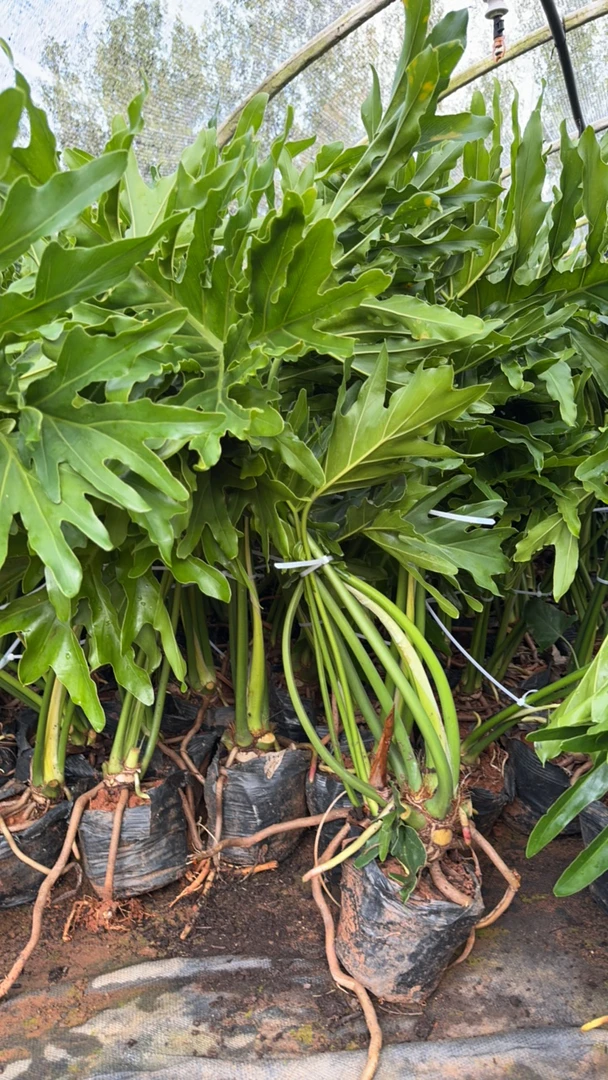 【春雨】小老桩室内盆栽水培土培简单好养护