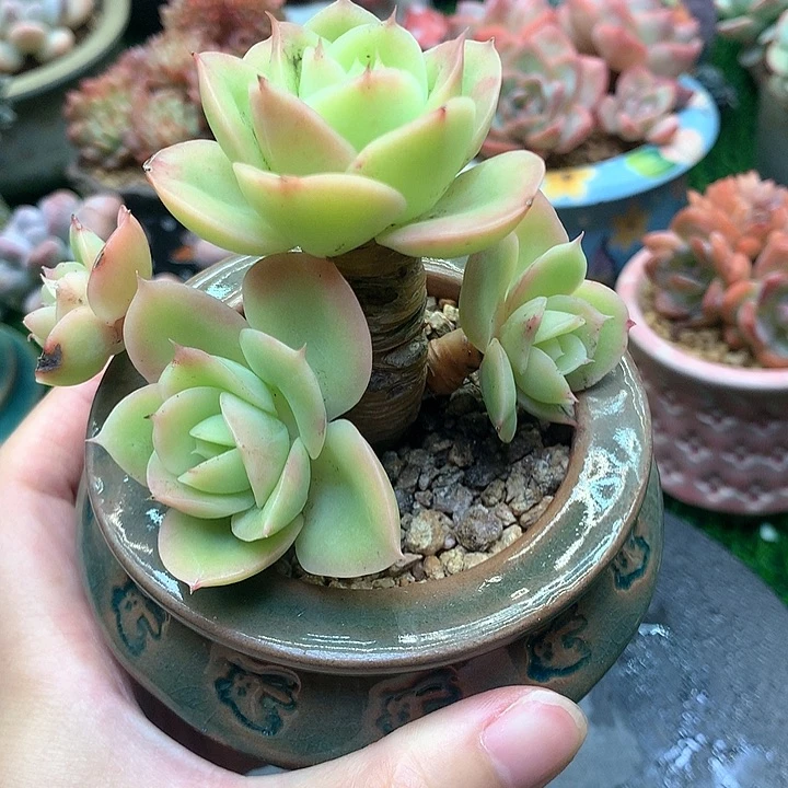 星娜塔老桩一物一拍