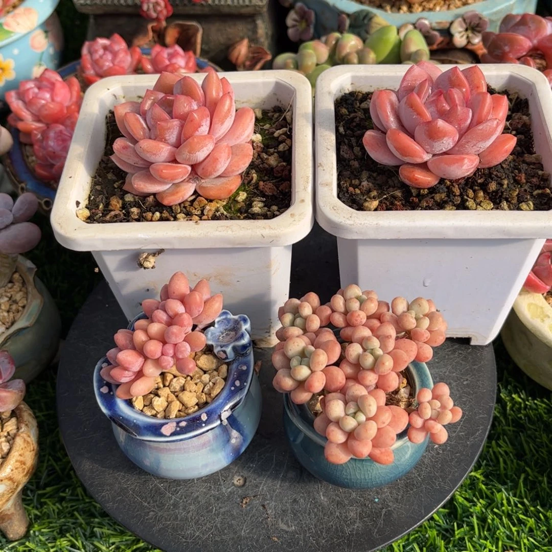 梧**话雪之魄两颗，粉恋一颗，洛可可一颗