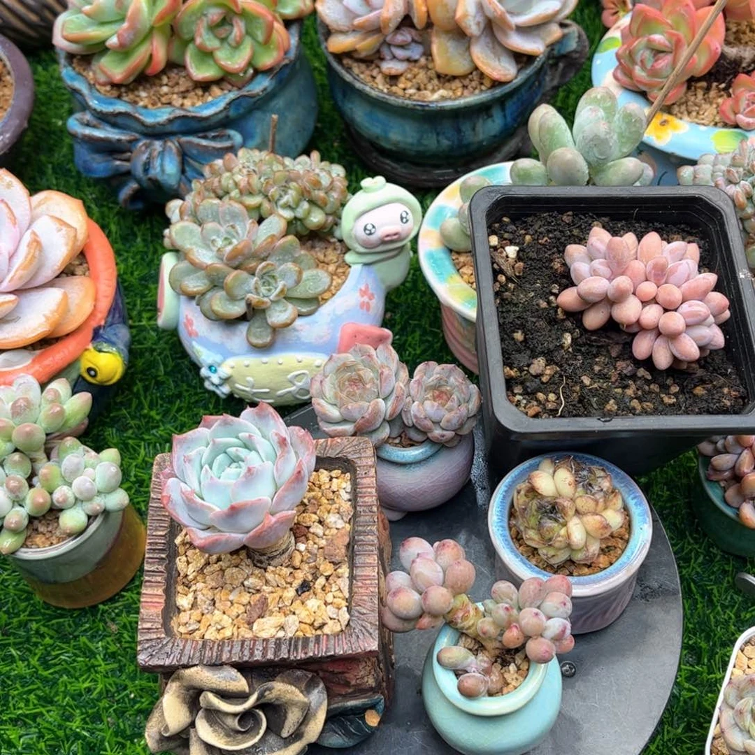 圆***头5颗多肉一物一拍