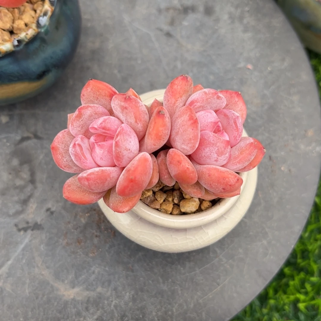 雪之魄双头小肉肉……