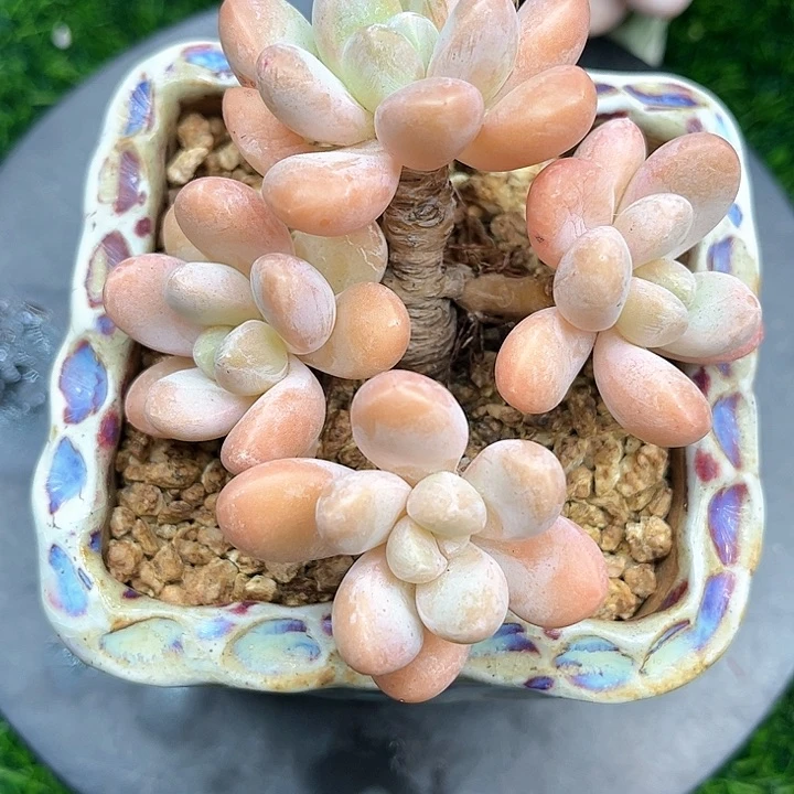 香玉老桩9冠幅……