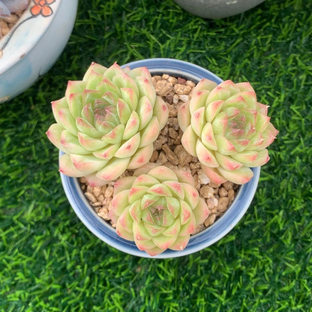 女王3头小群8冠幅