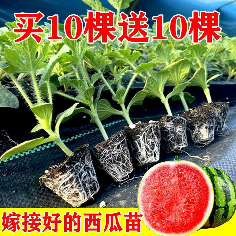 嫁接西瓜苗8424麒麟瓜早熟南方秧春夏种植耐旱盆栽地栽西瓜苗秧苗