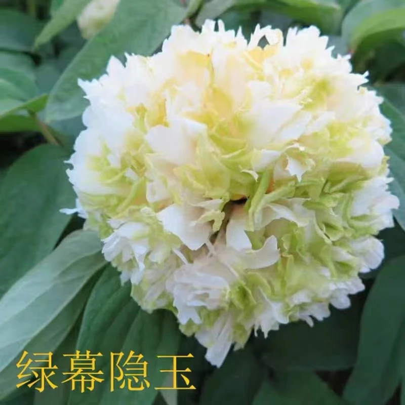 绿幕隐玉品种盆栽牡丹（绿色）花色鲜花春季花型优质秋天正宗精品