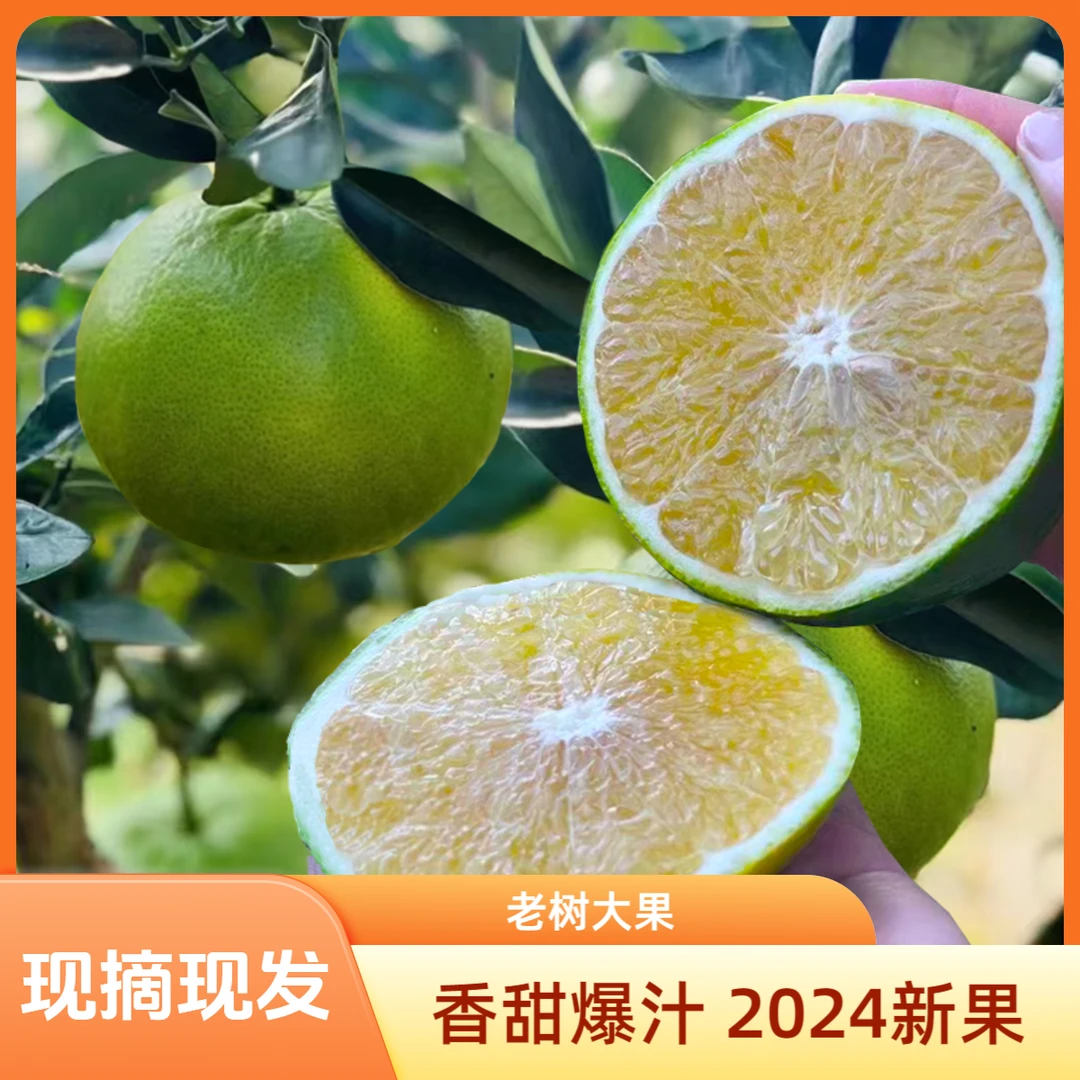 【永安爆汁西柚】带箱5斤 3-6个 精品青柚绿宝石绿皮柚香甜爆汁