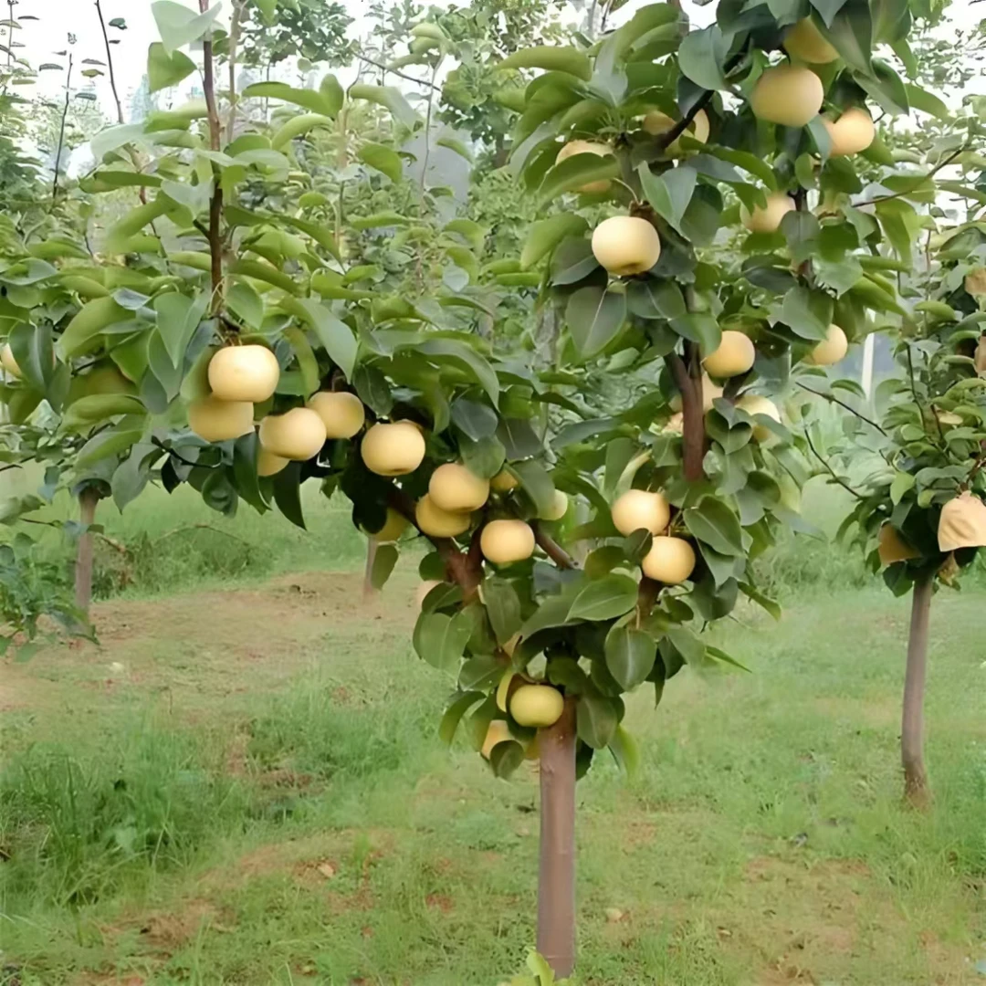 梨树果苗嫁接苗翠冠梨树丰水梨子树苗地栽当年结果