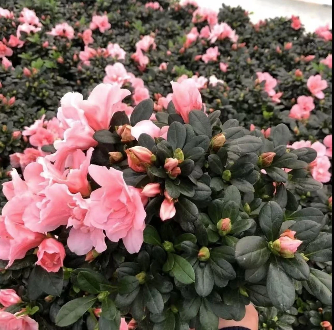 【桃红杜鹃花】精品杜鹃花满树花苞粉色好养易存活35