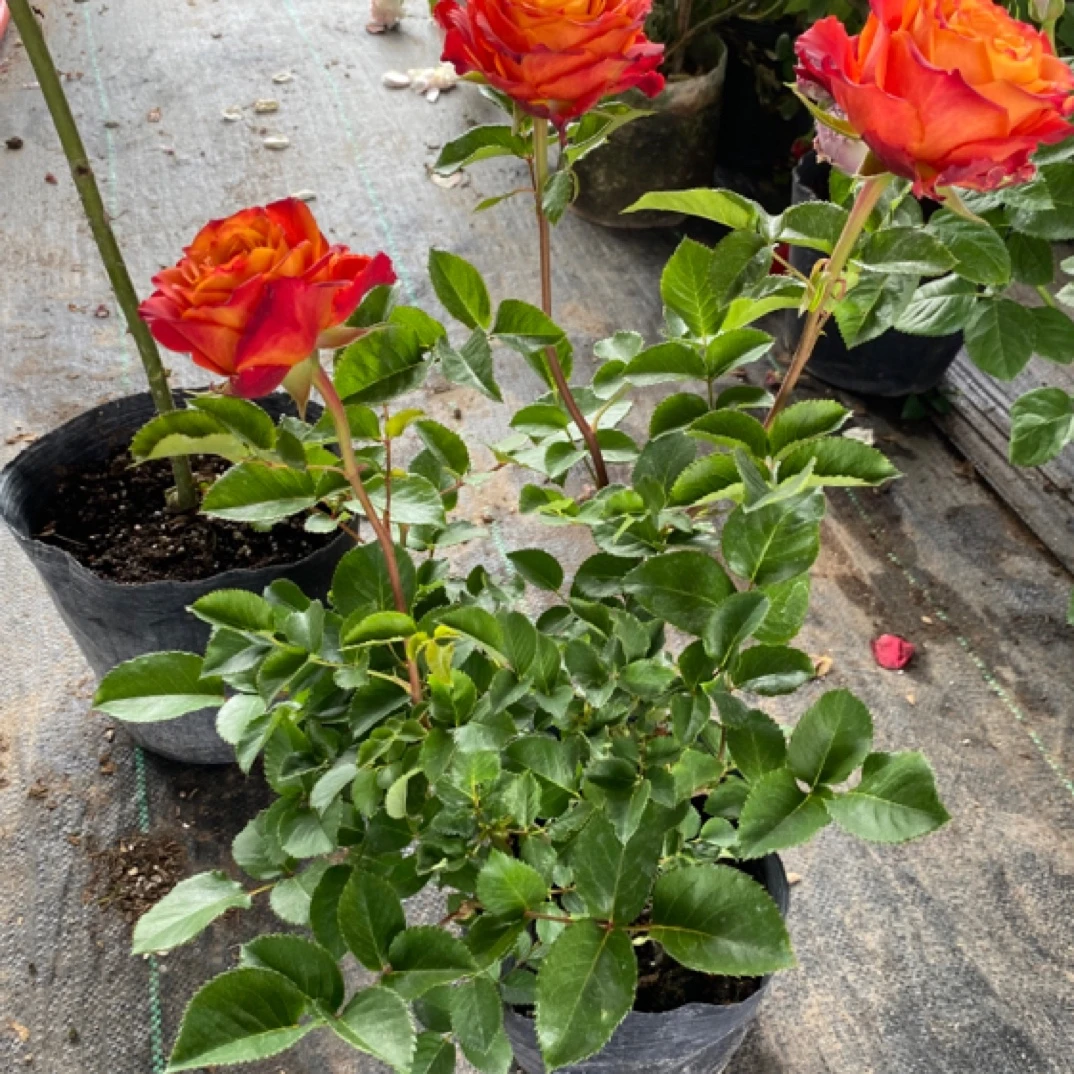 切花火焰，多头大花