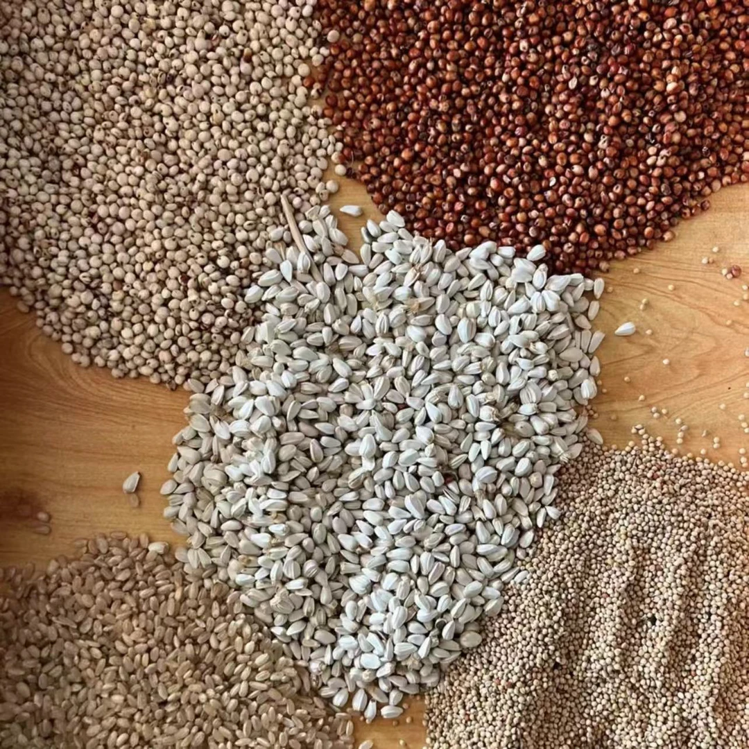 鸽子自配归巢排酸粮（鸽友一致好评）