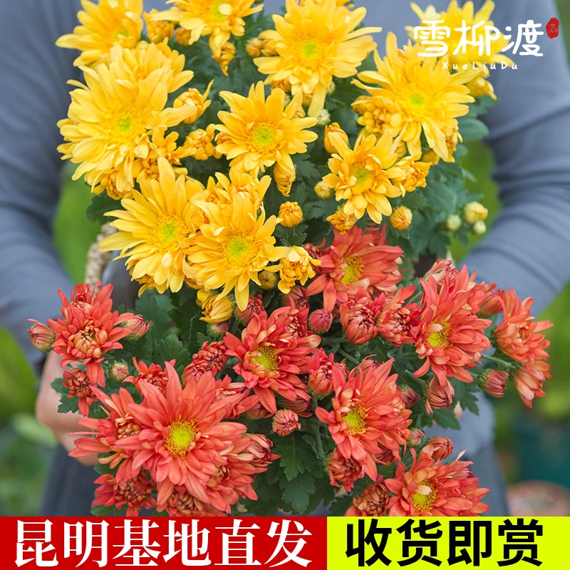 【飞黄腾达菊】菊花盆栽荷兰球菊重瓣菊卡斯特里菊花阳台庭院易养活