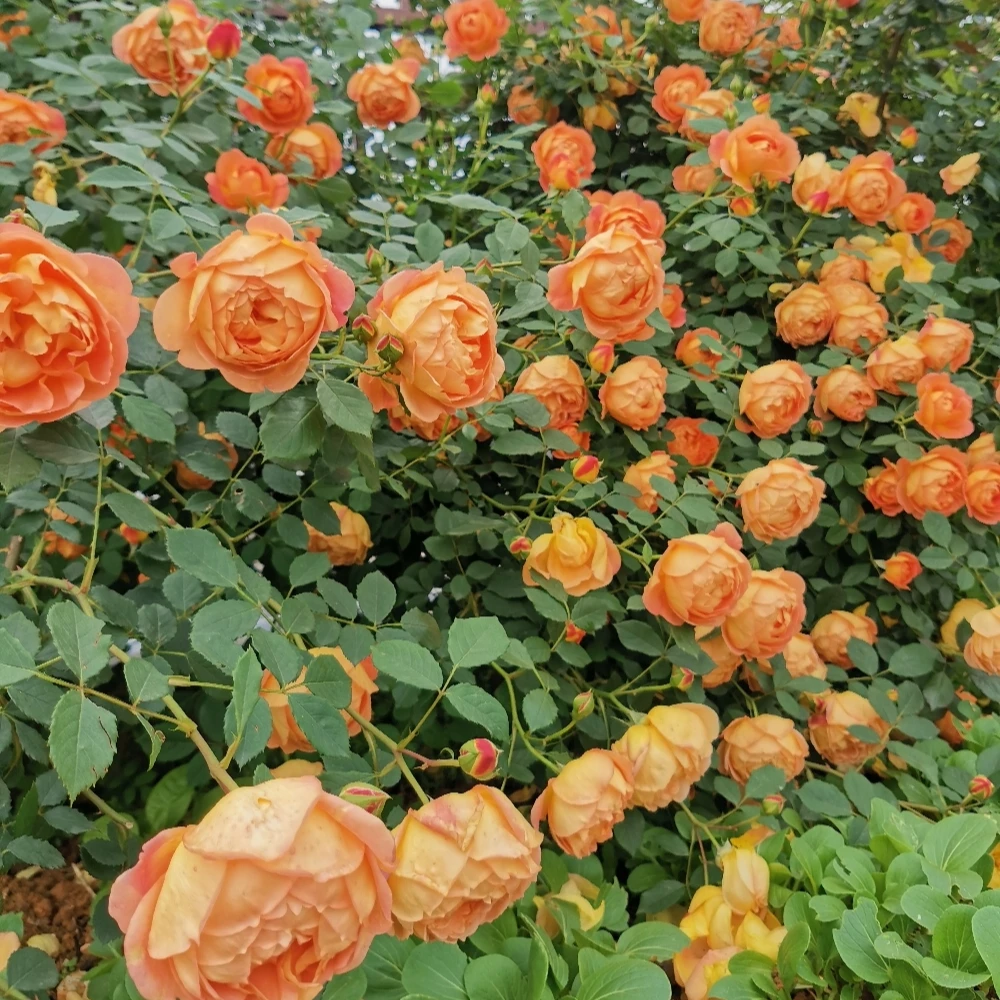 （夏洛特夫人）橙色大花浓香四季开花藤本爬藤月季拱门花墙阳台种植