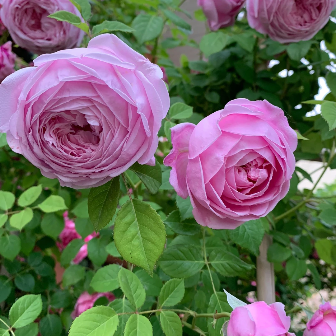 【自由精神】1.5-1.6米四季开花爬藤植物淡紫色浓香型特大苗庭院