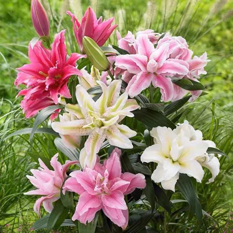 香水百合四季赏花重瓣大花朵阳台庭院高温低温全国春夏秋冬种植