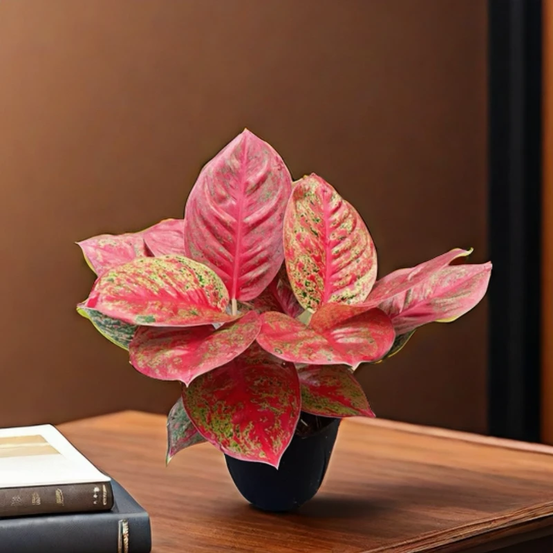 焰火有着红红火火的寓意，室内桌面植物.好养观赏价值非常高