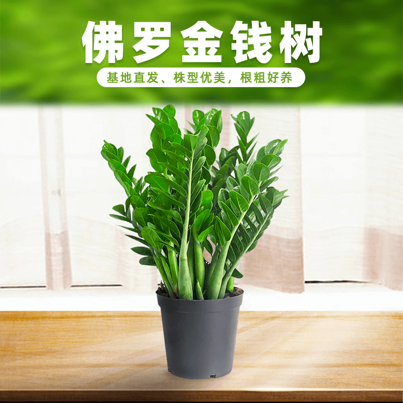 佛罗金钱树发财树圆叶25绿植盆栽净化空气耐旱办公室客厅易养植物