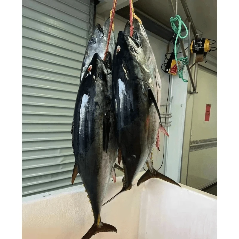 【去鱼头半条】蓝鳍金枪鱼刺身放血超低温排酸去腮去内脏蓝鳍金枪鱼