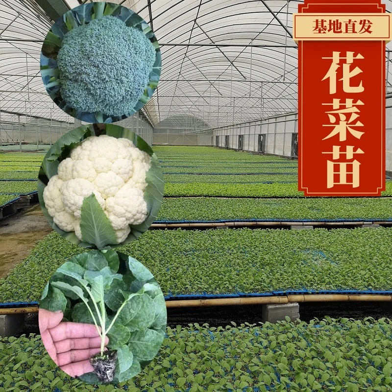 有机花菜西蓝花松花菜四季蔬菜苗绿色高品质培养种植优选育苗成活