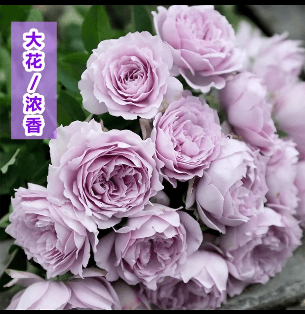永福【蓝色风暴+天方夜谭】一加仑盆玫瑰月季大花切花夏季发货非常