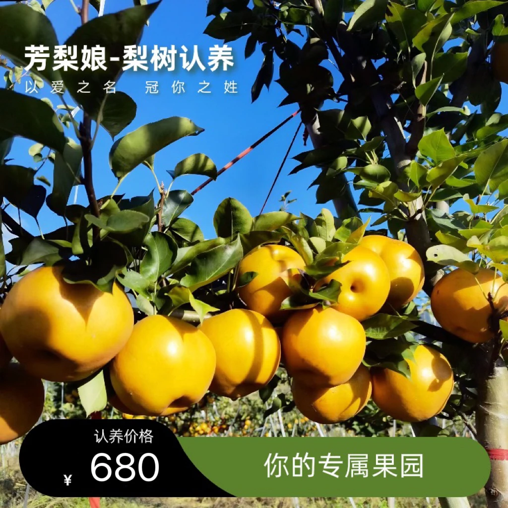 湖北恩施认养一颗梨树 金果梨精选大果脆皮多汁无渣 认养说明如图