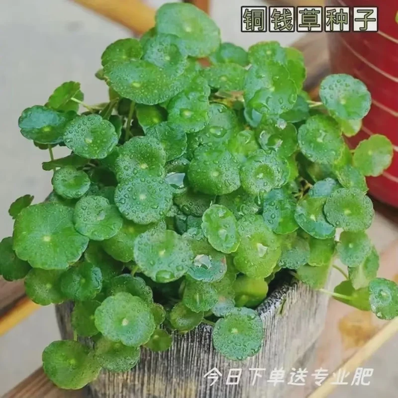 【水培铜钱草种子】大叶水养种籽水培植物花卉盆栽室内常青