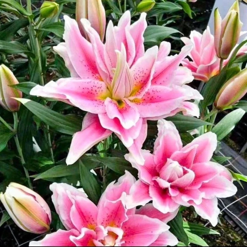 【混色百合种球】浓香型花卉类盆栽花大球香水百合重瓣种球四季粉色