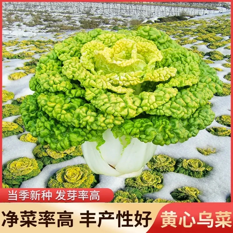 金满地黄心乌乌塌菜种子 农田耐寒蔬菜高产纤维少菊花心
