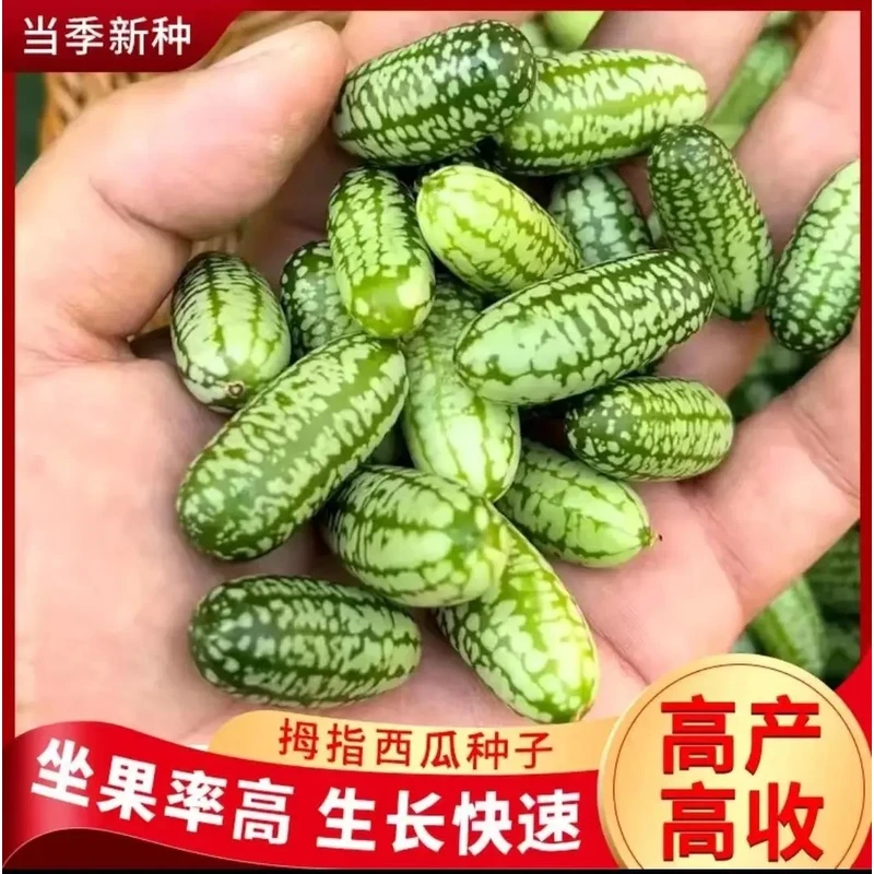 拇指西瓜种子小西瓜迷你蔬菜可吃四季阳台种植小拇指西瓜高产坐果