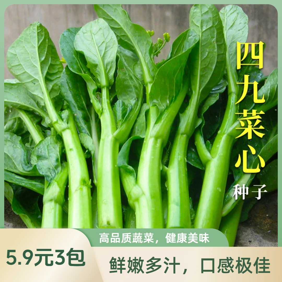 四九菜心四季甜菜心种子抗热耐湿25天青菜春秋四季播农家快菜种籽