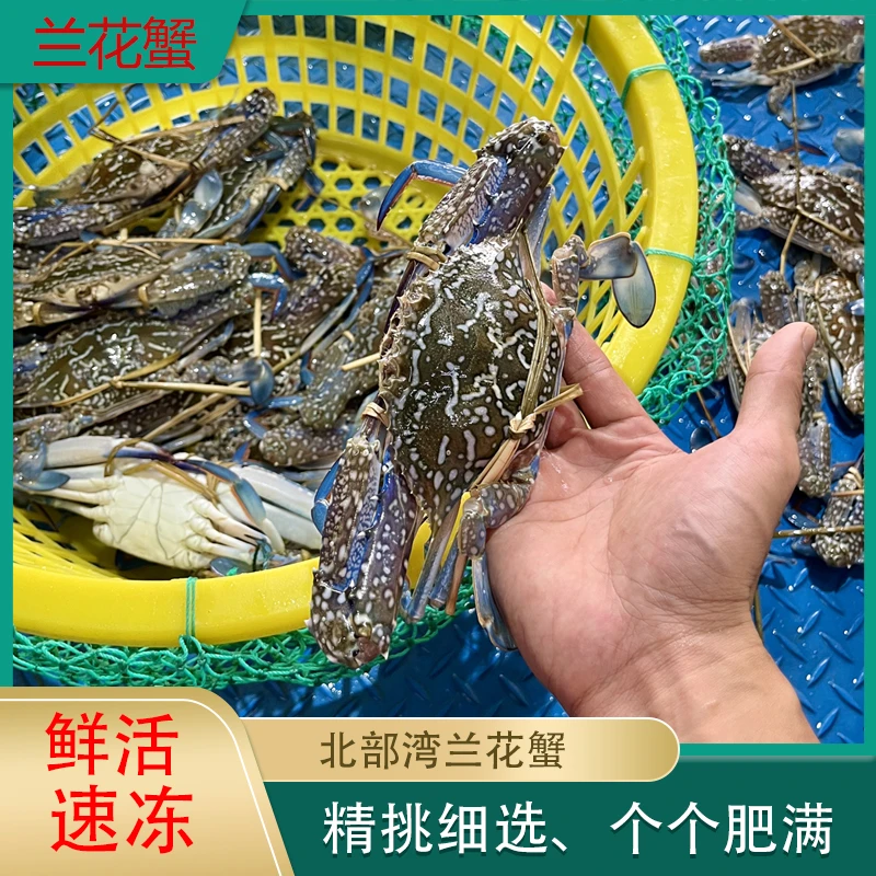 【冻蟹】北部湾兰花蟹兰花蟹梭子蟹中号海蟹8两3只1斤3-4只冷冻顺丰