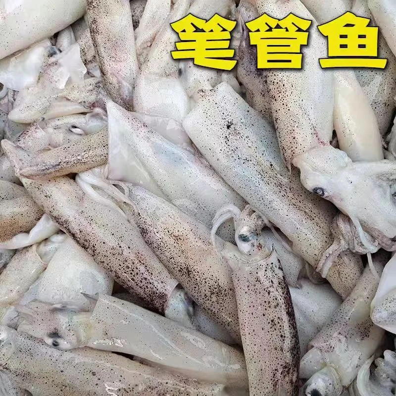 连云港发货 新鲜速冻笔管鱼 海兔子  4斤