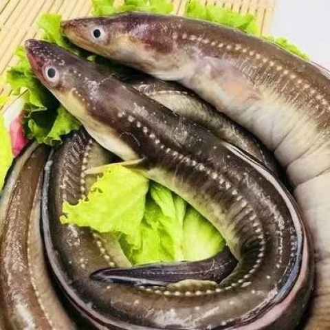 新鲜野生海鳗鱼 500克/包 江苏发货