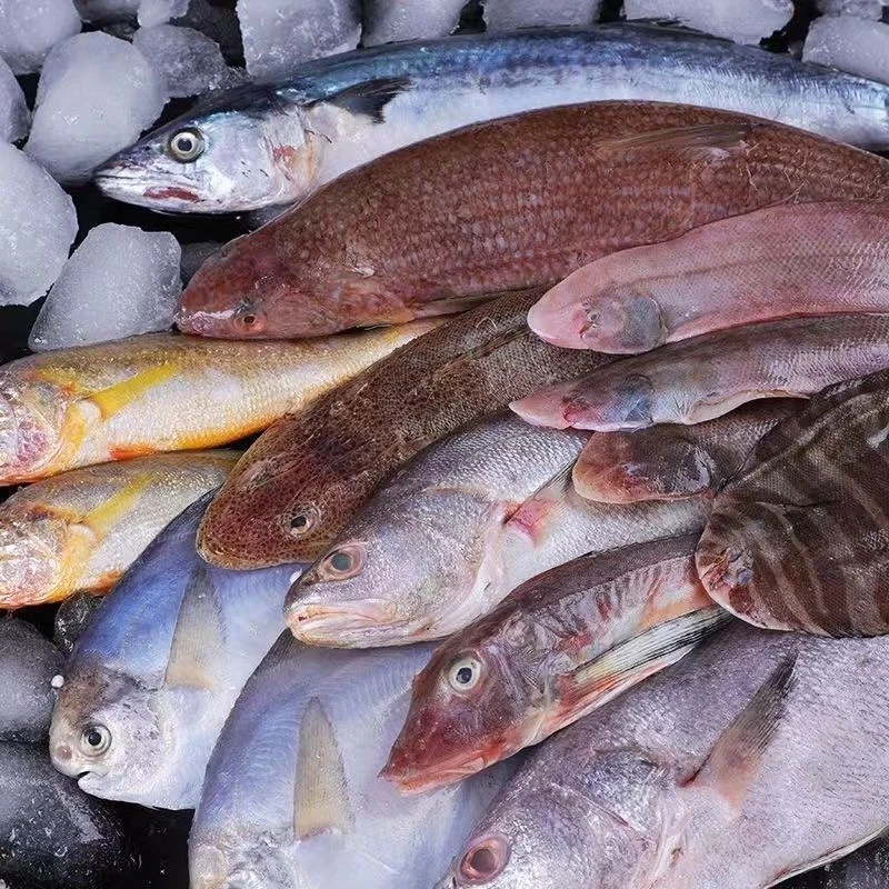 连云港发货 新鲜海捕海杂鱼 多种海鲜套餐