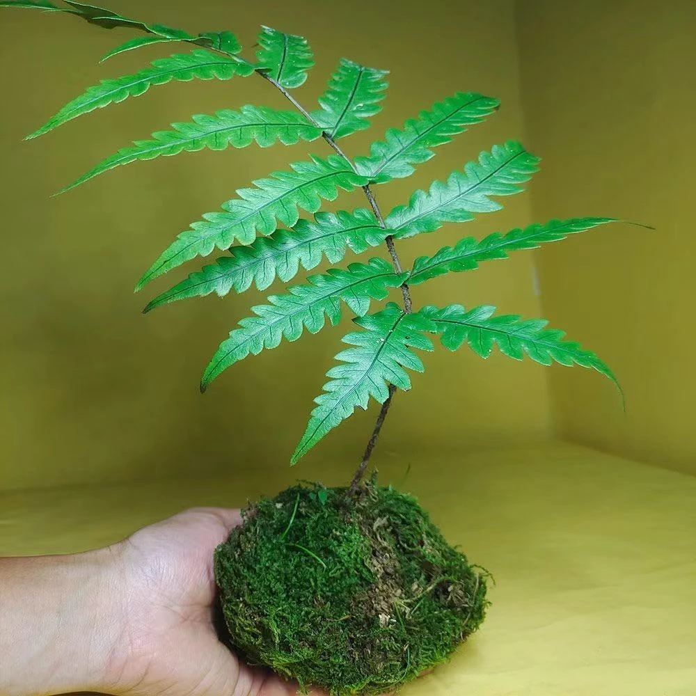 蕨类植物盆栽盆景网红绿植室内好养高雅大气超凡脱俗客厅办公茶室