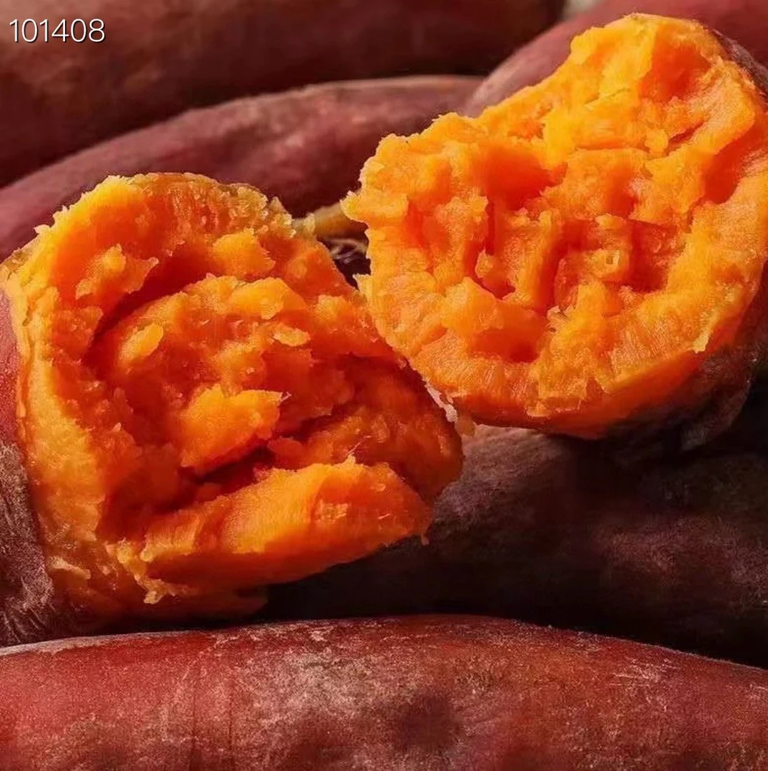 【新鲜现挖】福建高山上红心地瓜红薯黄心红心番薯软糯香甜大小搭配