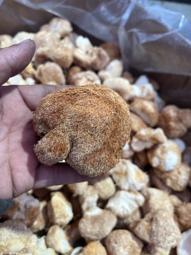 古田小个猴头菇，虽然小个，质量一样