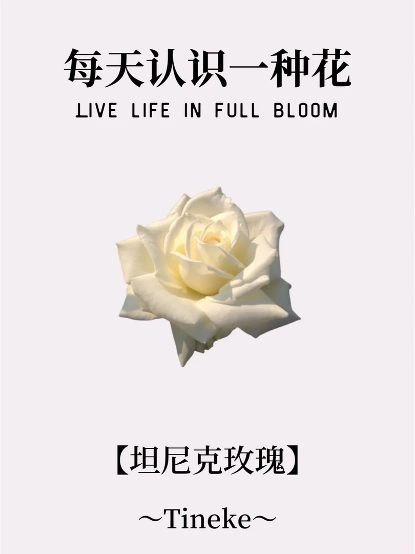 【红花卉】优级 坦尼克 单头玫瑰任意两单起发 【5°以下拍保温棉】